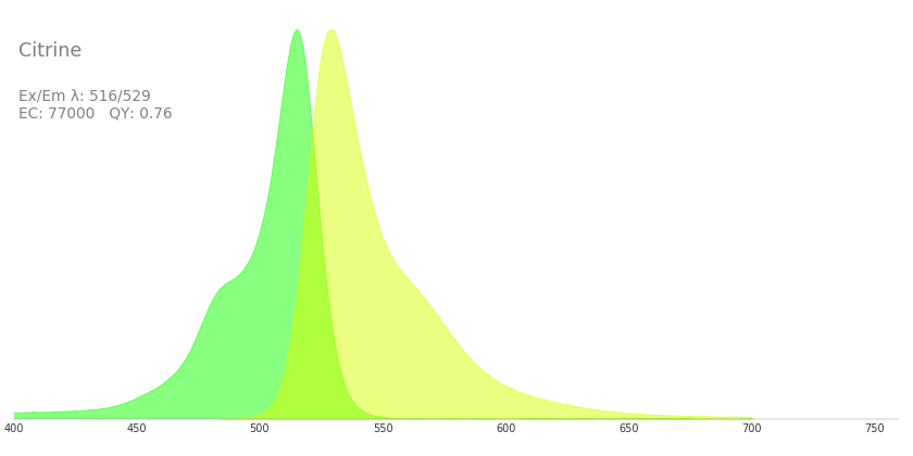 Citrine黄色荧光蛋白的激发波长
