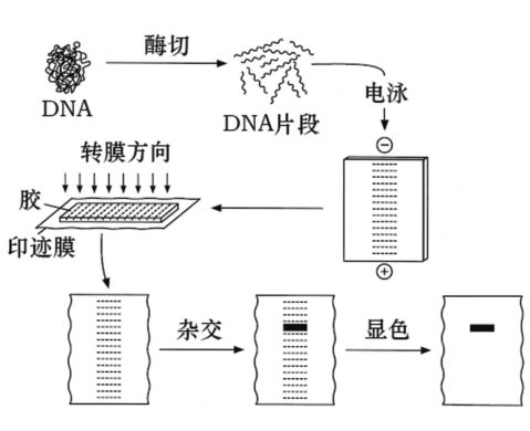 Southern Blot 实验流程​