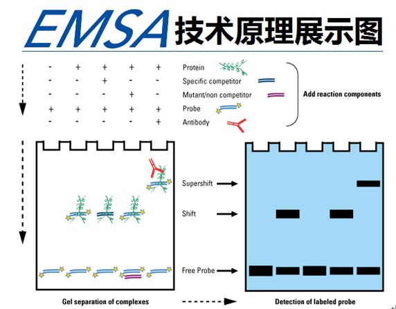 EMSA凝胶迁移