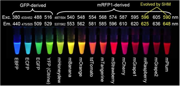 荧光蛋白的种类