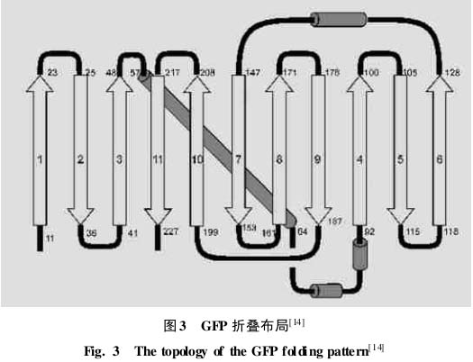 水母发光物质的基本结构 