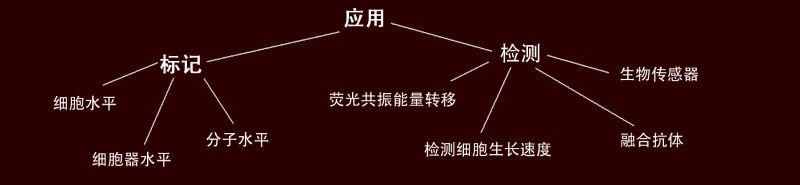 不同类型的荧光蛋白的应用