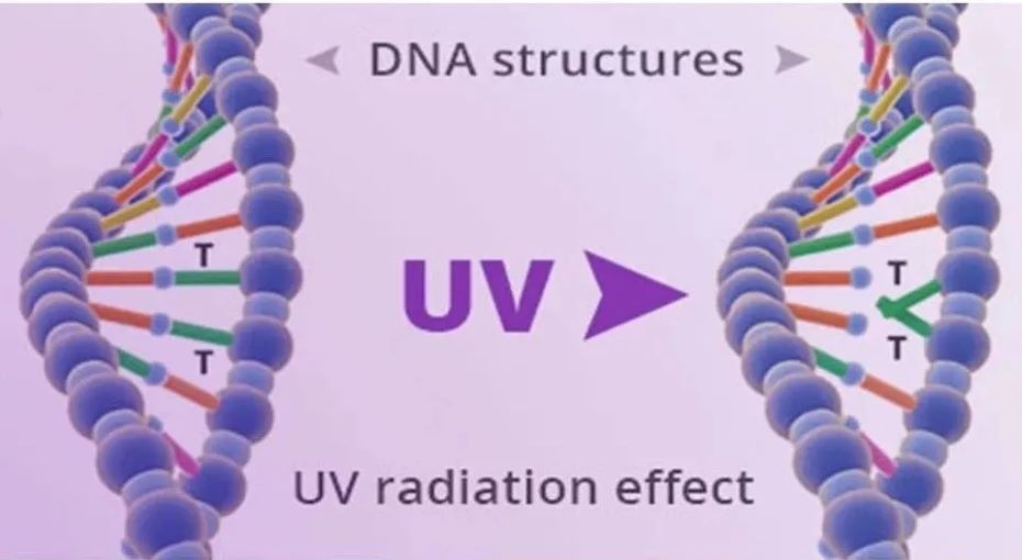 首尔伟傲世紫外violeds技术