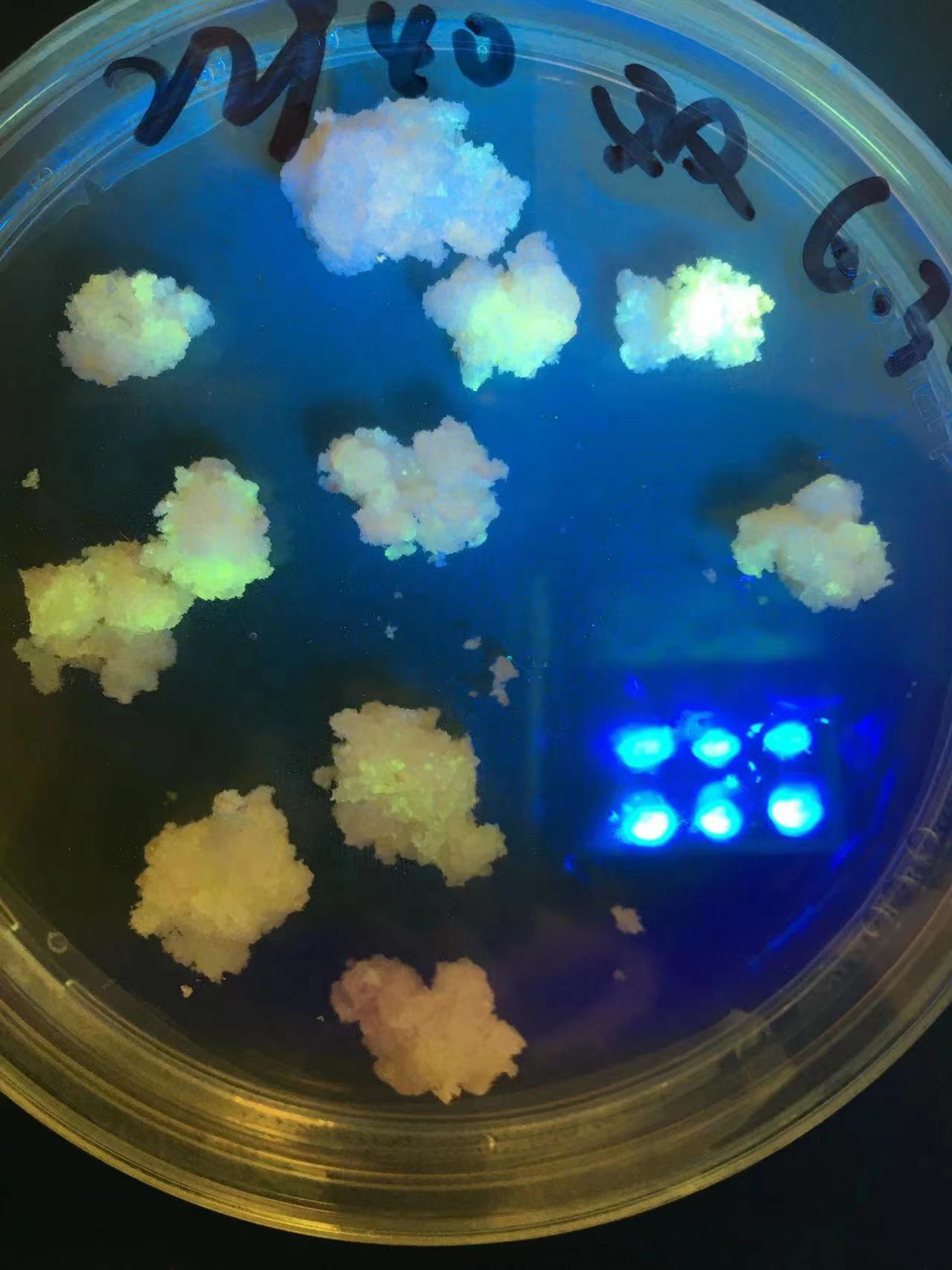 植物组织培养常见30个问题解答